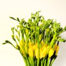 늘 푸른 나무 이미지