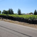 서광리-10 이미지