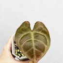 피여리 이미지