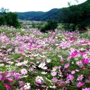 경남 하동 계명산 이명산(570m)메밀꽃과 코스모스축제장 이미지