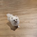 도리앤펫 네이버블로그