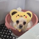 이쁘댕 | 대구애견미용실 동인동애견미용실 대구애견미용전문 개이쁘댕