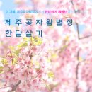 제주곶자왈별장