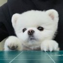 띵똥와플 이미지