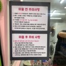 셀럽퍼피 이미지