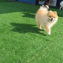 슬기로운 댕댕 유치원 이미지