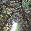 제주 올레길 5코스 이미지