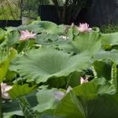 토종농산 | 플레이팅을 빛내는 자연의 선물, 천왕봉농산의 생연잎 주문