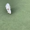 코코애견 이미지