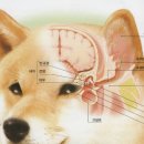 아틀라스동물의료센터 이미지