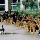 강아지랑 고양이 이미지