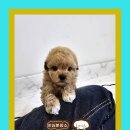 퍼피댕 강아지분양 안심분양소 광명점 말티푸 미니비숑 토이푸들 이미지