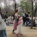 인천대공원 벚꽃축제(사진.동영상) 이미지