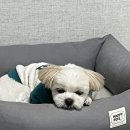 벽제꿀돼지