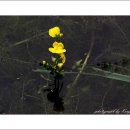 들꽃카페 이미지