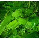 인동농장 이미지