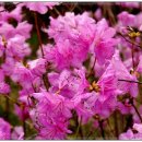 진달래농장 이미지