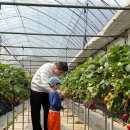 분당-267 | [광주 딸기체험] 퇴촌 율봄식물원 후기, 6세 아이 주말 봄 나들이 추천