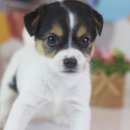 도그마루 강아지고양이 김해창원점 이미지