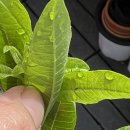 칠성농약사 이미지