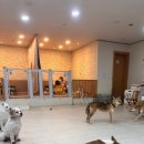 양코치 애견카페 이미지