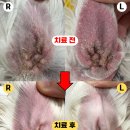 유기화동물의료센터 | 2년간 앓던 강아지 귓병, 드디어 끝났습니다!! 유기화동물의료센터(치료 사진 포함)