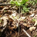 치악농장 이미지