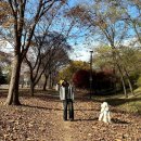 하남 미사경정공원 가을 단풍시기 주차 강아지 후기