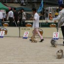 카사노바에리켄넬 이미지