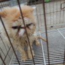 달고양이 이미지