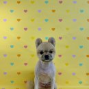 깔끔하개 이미지