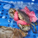 코끼리카프라자 | 푸꾸옥 렌트카 북부 까지 편하게 모시겠습니다 뿌뿌