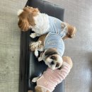 대심동물병원 이미지