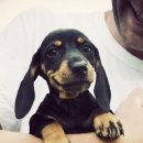 귀여운 강아지 이미지