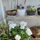 우리봄이네 이미지