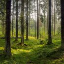 생명과 공존의 숲( 이미지