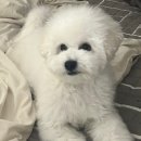 도다미네 이미지