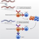 셀리악병이 점차 심해지고 복잡해지는 면역기전. 탈아미드화 글루텐의 epitope spreading 이미지