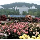 장미축제 이미지