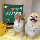 라포독 | 라포독 애견유치원애견호텔 예약제와 프로그램 먼저 볼 포인트