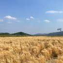 선덕카밧데리 | 경주여행 첫째 날 코스 / 우직, 대릉원, 첨성대, 분황사지 청보리밭, 대릉갈비 / 주차장, 위치 등