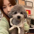 젤스타 이미지