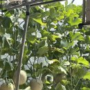 동골농장 이미지