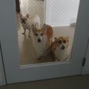 더도그맨션 이미지