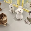 리치펫하우스 이미지