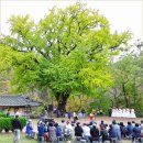 운곡옆골 | 경주 운곡서원 가을음악회 경주 은행나무 가을여행