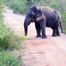 코끼리PC 이미지