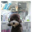 빠찌애견 이미지