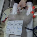 신월동233 이미지