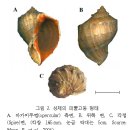 피뿔고둥의 생태